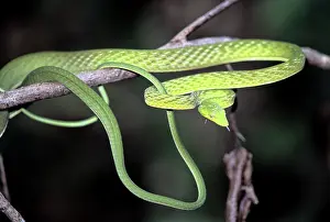 Prasina: Oriental Whipsnake