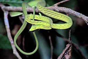 Prasina: Oriental Whipsnake
