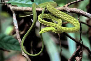 Prasina: Oriental Whipsnake