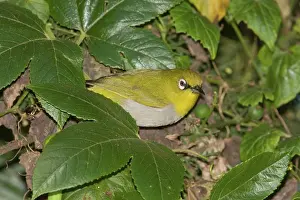 Zosterops: Oriental White-eye