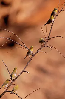Zosterops: Oriental White-eye Bird