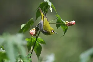 Zosterops: Oriental White-eye - On flower