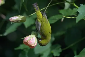 Zosterops: Oriental White-eye piercing base of flower