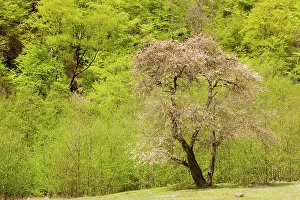Probable: Oriental / Wild Apple - probable ancestor of modern apples