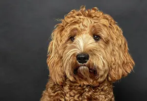 Labradoodle: Original Australia Labradoodle in medium, pedigree