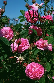Allen Paterson: Original Cabbage ROSE - in flower