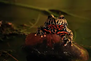 Tactic: Orinetal Fire-Bellied Toad