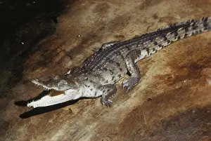 Venezuelan: Orinoco Crocodile