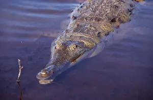 Crocodiles: ORINOCO CROCODILE-C/U IN WATER