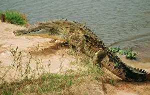 Orinoco: Orinoco CROCODILE - climbing up bank