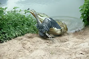 Suffocating: Orinoco CROCODILE - coming out of water to catch Heron