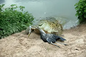 Dragging: Orinoco CROCODILE - coming out of water to catch Heron