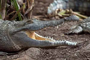 Orinoco: Orinoco Crocodile (Crocodylus intermedius)
