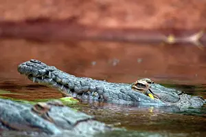 Orinoco: Orinoco Crocodile (Crocodylus intermedius)