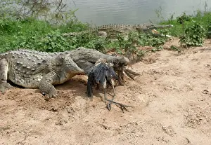Orinoco: Orinoco CROCODILE - with dead Heron