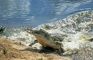 Riverbanks: Orinoco CROCODILE - exiting water