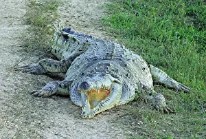 Orinoco: Orinoco Crocodile - facing forward