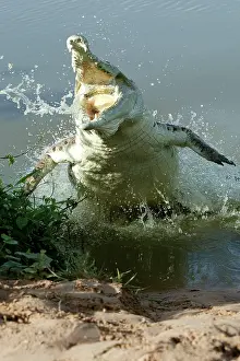 Charging: Orinoco Crocodile - Female jumping out of the water