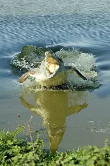 Charging: Orinoco Crocodile - Female jumping out of the water