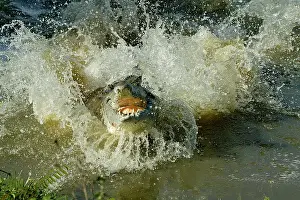 Charging: Orinoco Crocodile - Female jumping out of the water