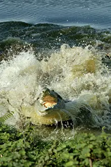 Charging: Orinoco Crocodile - Female jumping out of the water