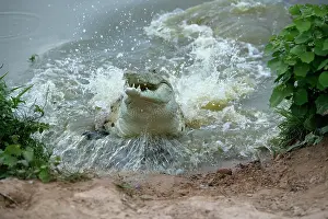 Orinoco: Orinoco CROCODILE - female jumping out of water