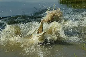 Orinoco: Orinoco CROCODILE - female jumps out of the water