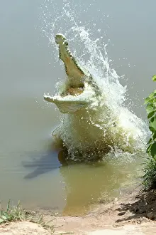 Orinoco: Orinoco CROCODILE - female jumps out of the water