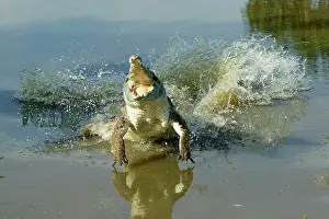 Charging: Orinoco CROCODILE - female lunging out of water
