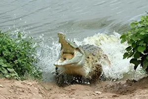 Lunging: Orinoco CROCODILE - female lunging out of water