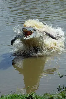 Charging: Orinoco CROCODILE - female lunging out of water