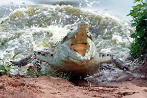 Charging: Orinoco CROCODILE - female lunging out of water