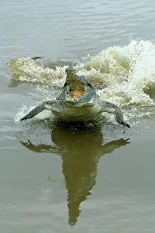 Charging: Orinoco CROCODILE - female lunging out of water