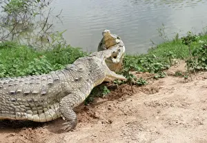 Orinoco: Orinoco CROCODILE - two fighting