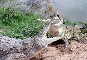 Orinoco: Orinoco CROCODILE - two fighting