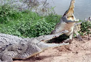 Orinoco: Orinoco CROCODILE - two fighting