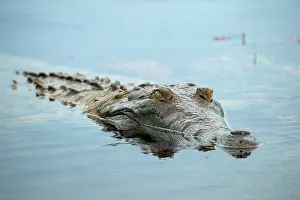 Orinoco: Orinoco Crocodile Los llanos, Venezuela