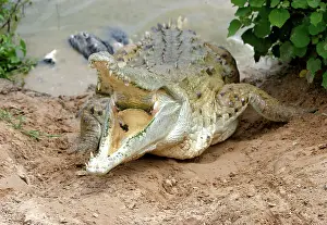 Orinoco: Orinoco CROCODILE - mother jumps out of the water