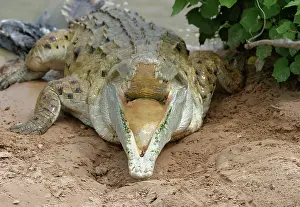 Orinoco: Orinoco CROCODILE - mother jumps out of the water