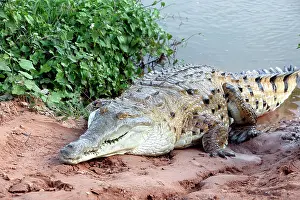 Orinoco: Orinoco CROCODILE - on riverbank