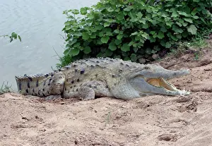 Orinoco: Orinoco CROCODILE - on riverbank, mouth open