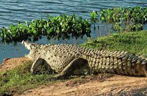 Orinoco: Orinoco Crocodile - by water
