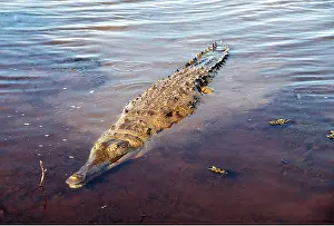 Venezuela: ORINOCO CROCODILE - in water