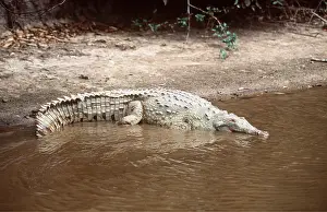 Crocodiles: ORINOCO CROCODILE - AT WATEREDGE