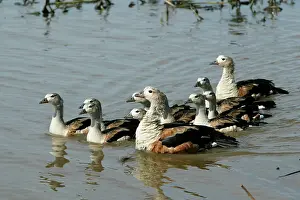 Jubata: Orinoco GEESE - group in water