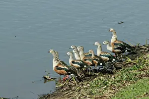 Jubata: Orinoco GEESE - group by water