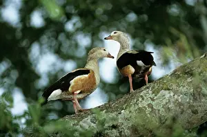 Jubata: Orinoco Goose