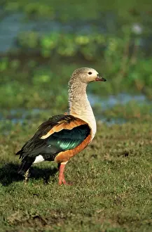 Jubata: Orinoco Goose