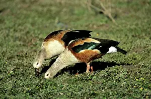 Jubata: Orinoco Goose - grazing