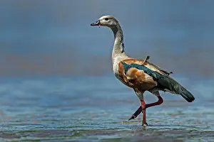 Orinoco: Orinoco Goose, Los Llanos, Colombia